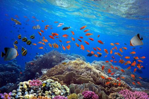 Beautiful tropical coral reef with shoal or red coral fish, anthias. Red Sea